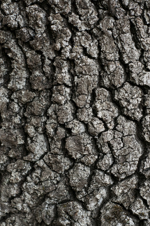 Surface of a tree bark in Franceの写真素材