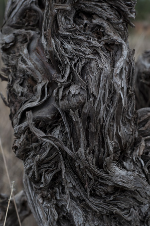 Surface of a tree bark in Franceの写真素材