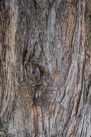 Surface of a tree bark in Vietnamの写真素材