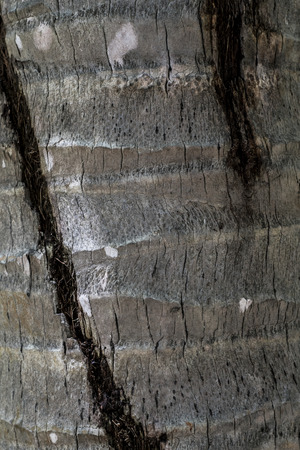Surface of a coconut tree bark in Vietnamの写真素材