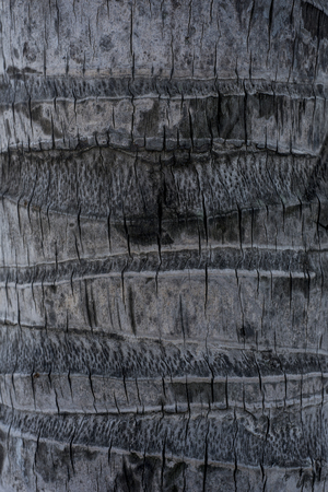 Surface of a coconut tree bark in Vietnamの写真素材