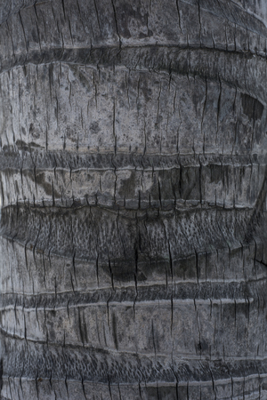 Surface of a coconut tree bark in Vietnamの写真素材