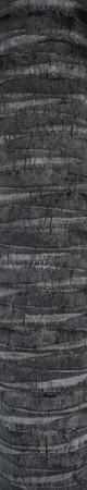 Surface of a coconut tree bark in Vietnamの写真素材