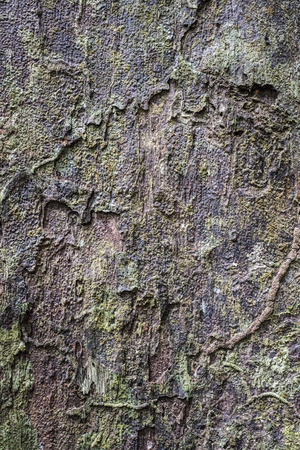 Surface of a tree bark in the jungle on Penang island, Malaysiaの写真素材