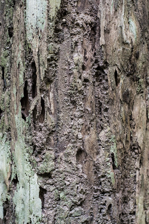 Surface of a tree bark in the jungle on Penang island, Malaysiaの写真素材