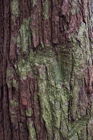 Surface of a tree bark in the jungle on Penang island, Malaysiaの写真素材