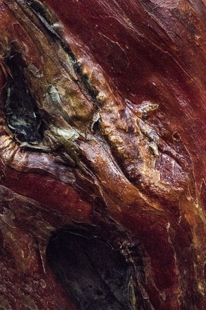 Surface of a tree bark in the jungle on Penang island, Malaysiaの写真素材