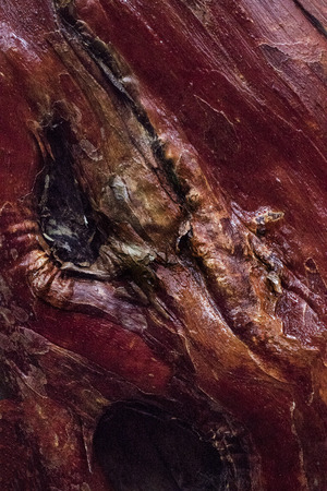 Surface of a tree bark in the jungle on Penang island, Malaysiaの写真素材