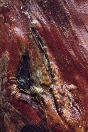Surface of a tree bark in the jungle on Penang island, Malaysiaの写真素材