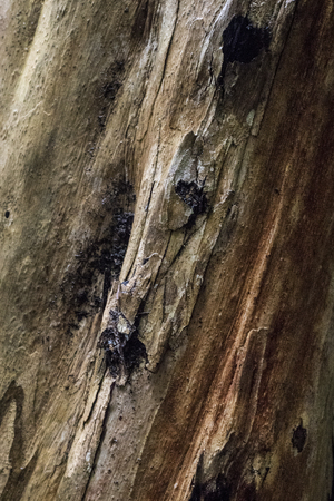 Surface of a tree bark in the jungle on Penang island, Malaysiaの写真素材