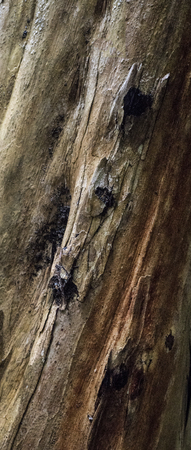 Surface of a tree bark in the jungle on Penang island, Malaysiaの写真素材