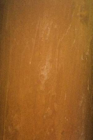 Surface of a tree bark in the jungle on Penang island, Malaysiaの写真素材