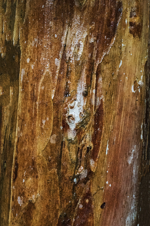 Surface of a tree bark in the jungle on Penang island, Malaysiaの写真素材