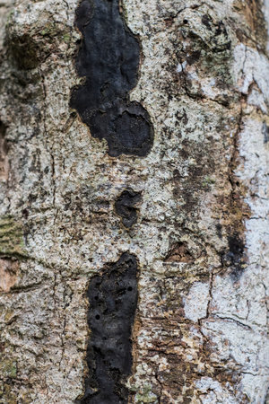 Surface of a tree bark in the jungle on Pangkor island, Malaysia
