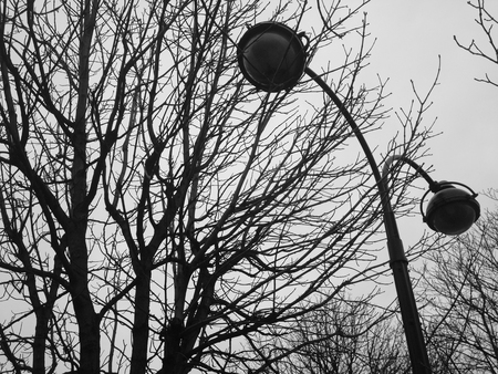 Leafless tree and CCTV cameras in the winter in Parisの写真素材