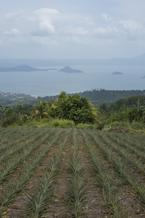 Pineapple field and Taal Volcano and lake in the Philippinesの写真素材