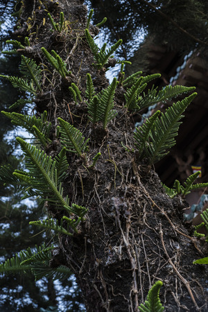 New branches growing on a pine tree.の写真素材