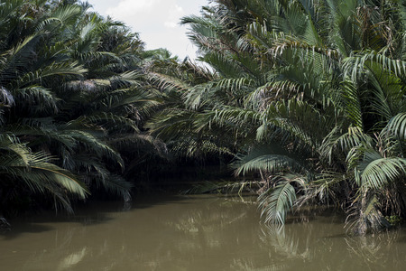 Palm trees in brown water on Than Da island in Ho Chi Minh City, Vietnam.の写真素材