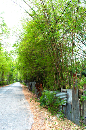Countryside road with bamboos on the sides.のeditorial素材