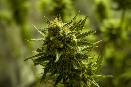 Close-up of a growing marijuana plant.の写真素材