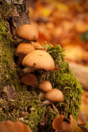 Wild mushrooms in a French forest.の写真素材