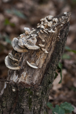Wild mushrooms in a French forest.の写真素材