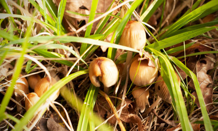 Wild mushrooms in a French forest.