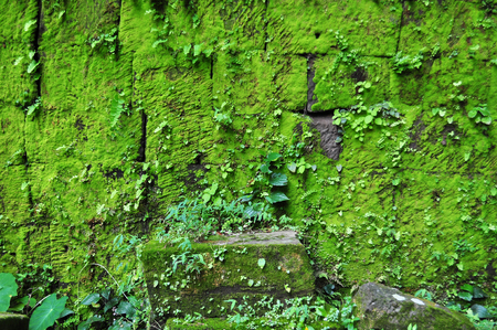 Moss on ruined walls at Vat Phou in Champasak, Southern Laosの写真素材