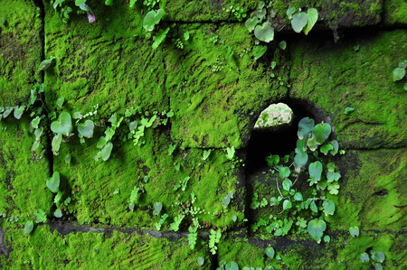 Moss on ruined walls at Vat Phou in Champasak, Southern Laosの写真素材