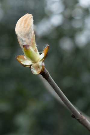 Pink bud of a flower on the end of a twig.の写真素材