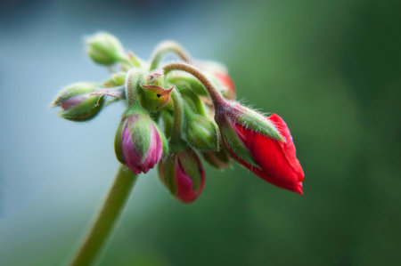 Blooming poppy bud with a blurred background.