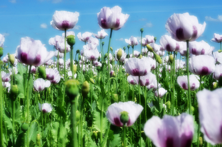 Poppy field in France.の写真素材