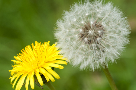 Closeup of yellow and white flowers.の写真素材