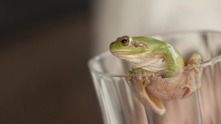 Green frog on the top of an empty glass on a wooden table.の写真素材