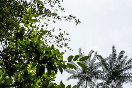 Canopy in the jungle on Pangkor island, Malaysia.