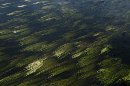 Herbs floating underwater in a riverの写真素材