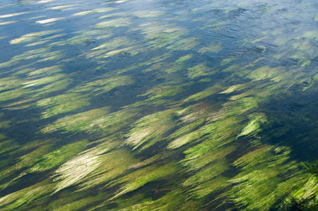 Herbs floating underwater in a river
