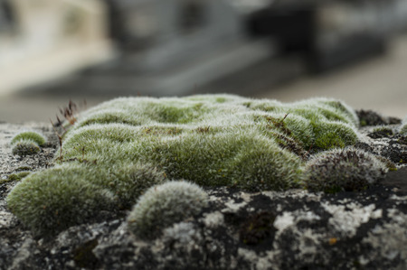 Green moss on a weathered stone wall.の写真素材