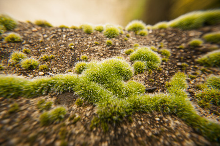 Green moss on a weathered stone wall.の写真素材