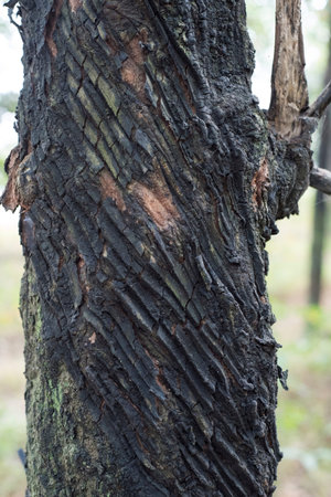 Trunk of a rubber tree with cut lines in southern Vietnam.