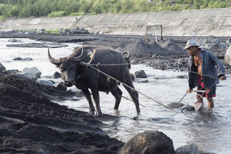 Senior filipino man and his water buffalo collect volcanic sand in the river at Legazpi, the Philippinesのeditorial素材