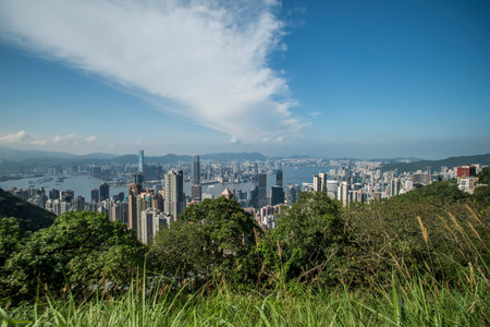 Victoria Harbour in Hong Kong seen from Victoria Peak with trees in the foreground