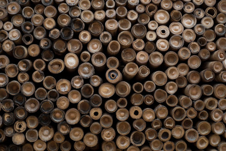 Pile of bamboos seen from the cut endの写真素材
