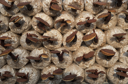 Background of brown mushrooms growing in bags.の写真素材