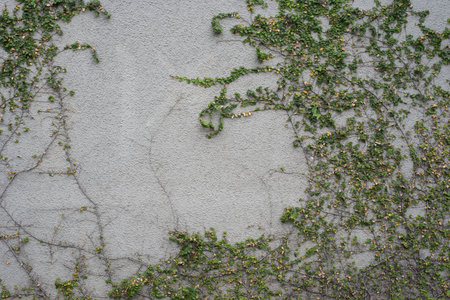 Small leaves vine growing on a grey concrete wall