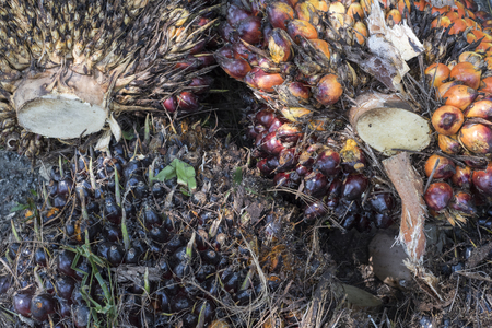 Top view of palm oil tree's fruits clustersの写真素材