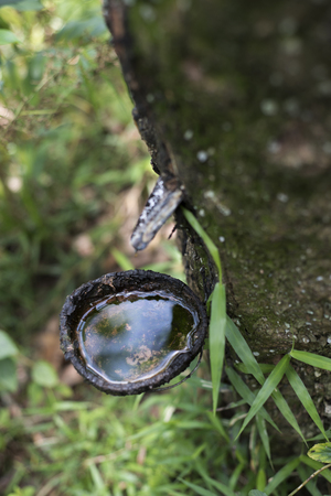 Rubber plantation in Sumatra, Indonesiaの写真素材
