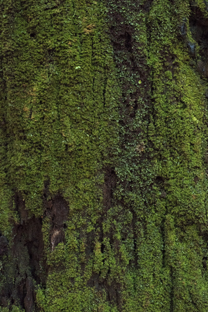 Close-up of tropical tree's bark in Asia.の写真素材