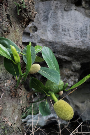 Jack fruits growing on tree in Vietnam