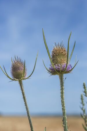 Thistles on a blue sky backgroundの写真素材
